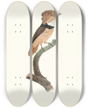 Triptych art skateboard deck of Jacques Barraband Le Tamatia Collier Noir by Jacques Barraband (1767-1809)