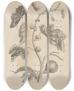 Triptych art skateboard deck of Maria Sibylla Merian Dissertatio De Generatione Et Metamorphosibus Insectorum Surinamensium Pl67 by Maria Sibylla Merian (1647-1717)
