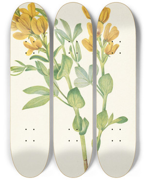Triptych art skateboard deck of Mary Vaux Walcott Goldenpea Thermopsis Rhombifolia by Mary Vaux Walcott (1860-1940)