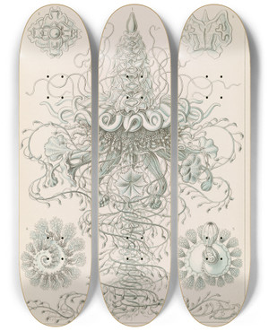 Triptych art skateboard deck of Ernst Haeckel Siphonophorae Staatsquallen_2 by Ernst Haeckel (1834-1919)