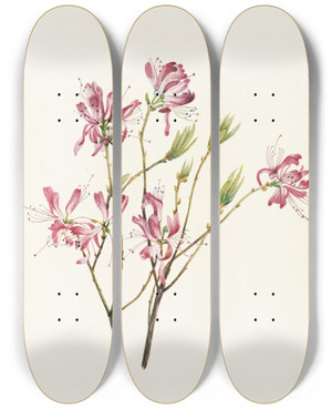 Triptych art skateboard deck of Mary Vaux Walcott Rhodora Rhodora Canadensis by Mary Vaux Walcott (1860-1940)