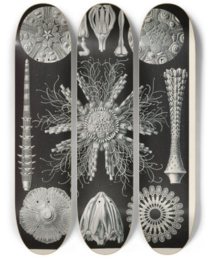 Triptych art skateboard deck of Ernst Haeckel Echinidea Igelsterne_1 by Ernst Haeckel (1834-1919)