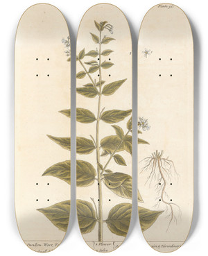 Triptych art skateboard deck of Elizabeth Blackwell Swallow Wort Tame Poison by Elizabeth Blackwell (1707-1758)