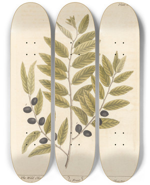 Triptych art skateboard deck of Elizabeth Blackwell The Wild Olive Tree by Elizabeth Blackwell (1707-1758)