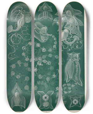 Triptych art skateboard deck of Ernst Haeckel Siphonophorae Staatsquallen_5 by Ernst Haeckel (1834-1919)