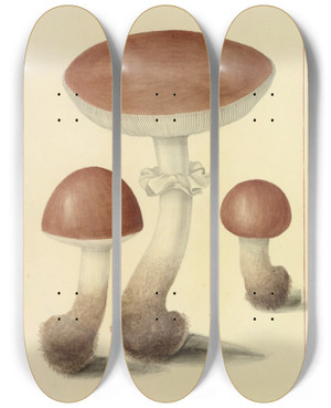 Triptych art skateboard deck of James Bolton Icons Fungorum Circa Halifax Sponte Nascentium Pl095 by James Bolton (1735-1799)