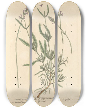 Triptych art skateboard deck of Elizabeth Blackwell Broad Leaved Lavender by Elizabeth Blackwell (1707-1758)