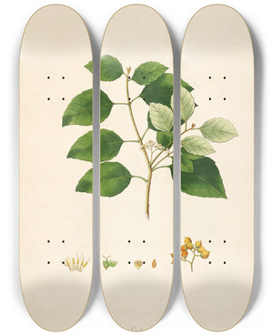 Triptych art skateboard deck of William Roxburgh Plants Of The Coast Of Coromandel Pl058 by William Roxburgh (1751-1815)