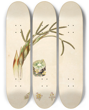 Triptych art skateboard deck of William Roxburgh Plants Of The Coast Of Coromandel Pl071 by William Roxburgh (1751-1815)
