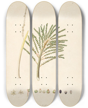 Triptych art skateboard deck of William Roxburgh Plants Of The Coast Of Coromandel Pl074 by William Roxburgh (1751-1815)