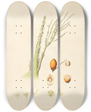 Triptych art skateboard deck of William Roxburgh Plants Of The Coast Of Coromandel Pl075 by William Roxburgh (1751-1815)