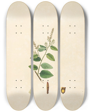 Triptych art skateboard deck of William Roxburgh Plants Of The Coast Of Coromandel Pl076 by William Roxburgh (1751-1815)