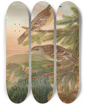 Triptych art skateboard deck of Johann Friedrich Naumann Accentor Modularis Accentor Montanellus by Johann Friedrich Naumann (1780-1857)
