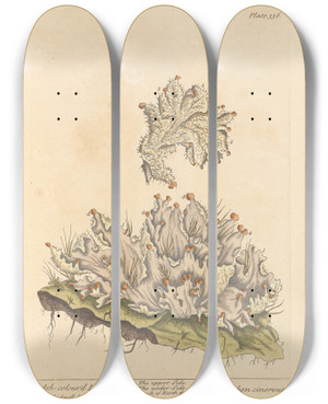 Triptych art skateboard deck of Elizabeth Blackwell Ashcolourd Liverwort by Elizabeth Blackwell (1707-1758)