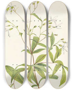 Triptych art skateboard deck of Mary Vaux Walcott Bowmansroot Porteranthus Trifoliatus by Mary Vaux Walcott (1860-1940)