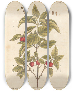 Triptych art skateboard deck of Elizabeth Blackwell The Cornel Tree by Elizabeth Blackwell (1707-1758)