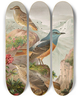 Triptych art skateboard deck of Johann Friedrich Naumann Monticola Saxatilis by Johann Friedrich Naumann (1780-1857)