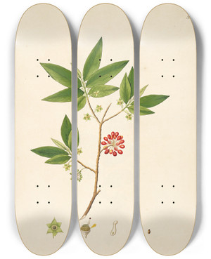 Triptych art skateboard deck of William Roxburgh Plants Of The Coast Of Coromandel Pl033 by William Roxburgh (1751-1815)