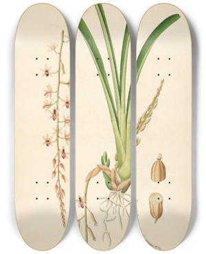 Triptych art skateboard deck of William Roxburgh Plants Of The Coast Of Coromandel Pl044 by William Roxburgh (1751-1815)