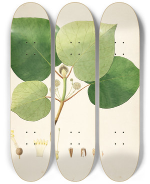 Triptych art skateboard deck of William Roxburgh Plants Of The Coast Of Coromandel Pl053 by William Roxburgh (1751-1815)