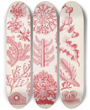 Triptych art skateboard deck of Ernst Haeckel Florideae Rotalgen by Ernst Haeckel (1834-1919)