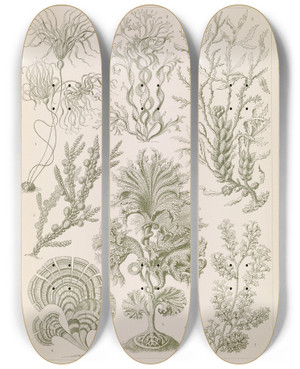 Triptych art skateboard deck of Ernst Haeckel Fucoideae Brauntange by Ernst Haeckel (1834-1919)