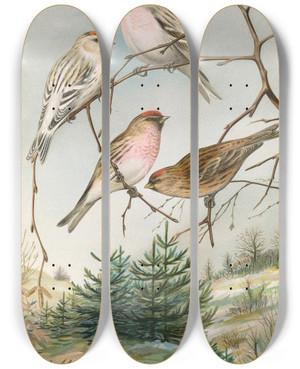Triptych art skateboard deck of Johann Friedrich Naumann Acanthis Linaria L by Johann Friedrich Naumann (1780-1857)