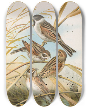 Triptych art skateboard deck of Johann Friedrich Naumann Emberiza Schoeniclus by Johann Friedrich Naumann (1780-1857)
