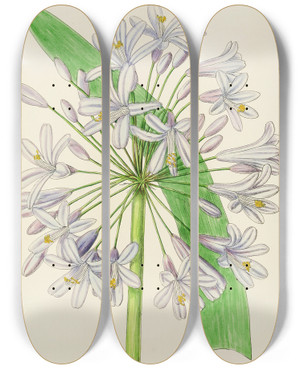 Triptych art skateboard deck of Illtyd Buller Poleevans Agapanthus Umbellatus by Illtyd Buller Pole-Evans (1879-1968)