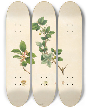 Triptych art skateboard deck of William Roxburgh Plants Of The Coast Of Coromandel Pl069 by William Roxburgh (1751-1815)