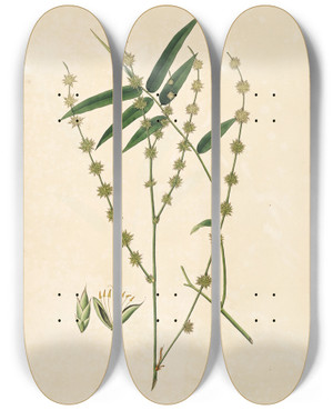 Triptych art skateboard deck of William Roxburgh Plants Of The Coast Of Coromandel Pl080 by William Roxburgh (1751-1815)