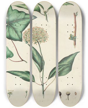 Triptych art skateboard deck of Carl Christoph Oelhafen Von Schllenbach Abbildung Der Wilden Bume Stauden Und Buschgewchse Pl152 by Carl Christoph Oelhafen Von Schollenbach (1709-1785)