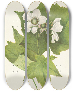 Triptych art skateboard deck of Mary Vaux Walcott Whiteflowering Raspberry Rubus Parviflorus by Mary Vaux Walcott (1860-1940)