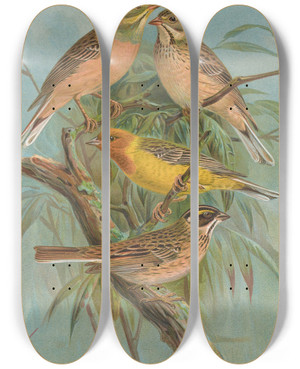 Triptych art skateboard deck of Johann Friedrich Naumann Emberiza Hortulana Emberiza Luteola Sparrm Emberiza Chrysophrys Pall by Johann Friedrich Naumann (1780-1857)