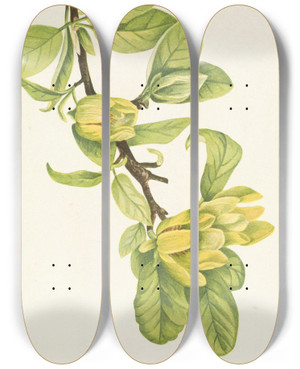 Triptych art skateboard deck of Mary Vaux Walcott Yellow Cucumbertree Magnolia Cordata by Mary Vaux Walcott (1860-1940)