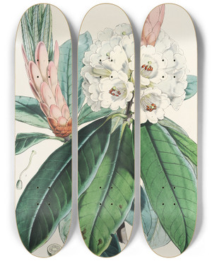 Triptych art skateboard deck of Walter Hood Fitch The Rhododendrons Of Sikkimhimalaya Pl09 by Walter Hood Fitch (1817-1892)