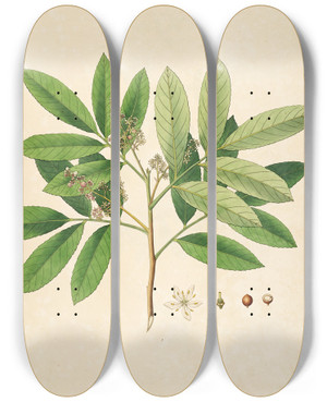 Triptych art skateboard deck of William Roxburgh Plants Of The Coast Of Coromandel Pl085 by William Roxburgh (1751-1815)