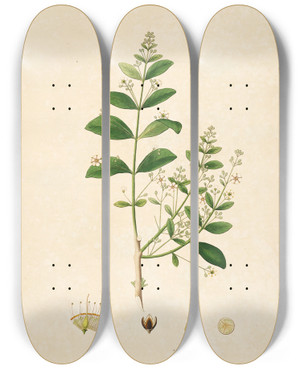 Triptych art skateboard deck of William Roxburgh Plants Of The Coast Of Coromandel Pl066 by William Roxburgh (1751-1815)