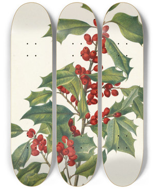 Triptych art skateboard deck of Mary Vaux Walcott American Holly Ilex Opaca by Mary Vaux Walcott (1860-1940)