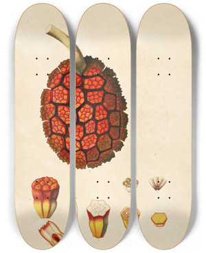 Triptych art skateboard deck of William Roxburgh Plants Of The Coast Of Coromandel Pl096 by William Roxburgh (1751-1815)