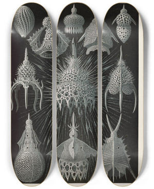 Triptych art skateboard deck of Ernst Haeckel Crytoidea Flaschenstrahlinge by Ernst Haeckel (1834-1919)