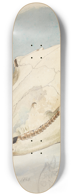 Ferdinand Keller - Studie eines Tierschdels 8.25 inch art skate deck