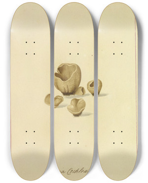 Triptych art skateboard deck of James Bolton Icons Fungorum Circa Halifax Sponte Nascentium Pl039 by James Bolton (1735-1799)