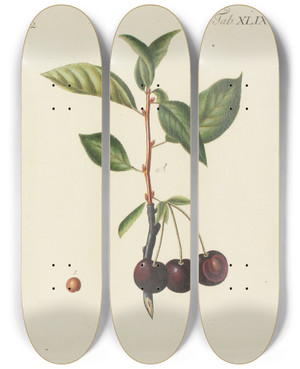 Triptych art skateboard deck of Carl Christoph Oelhafen Von Schllenbach Abbildung Der Wilden Bume Stauden Und Buschgewchse Pl084 by Carl Christoph Oelhafen Von Schollenbach (1709-1785)
