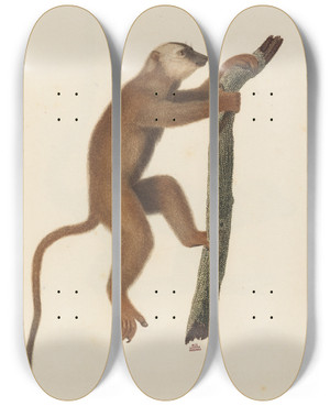 Triptych art skateboard deck of Jeanbaptiste Audebert Le Maki Roux by Jean-Baptiste Audebert (1759-1800)