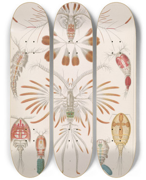 Triptych art skateboard deck of Ernst Haeckel Copepoda Ruderkrebse by Ernst Haeckel (1834-1919)