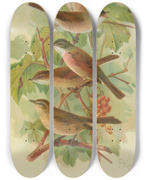 Triptych art skateboard deck of Johann Friedrich Naumann Sylvia Curruca Sylvia Simplex by Johann Friedrich Naumann (1780-1857)