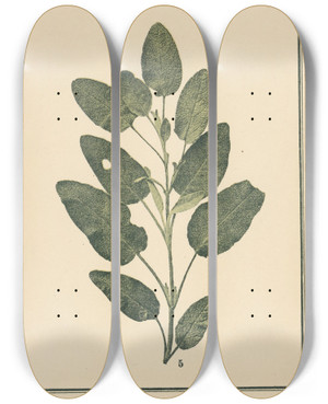 Triptych art skateboard deck of Sebastian Kneipp Plantatlas To My Watercure Pl25 by Sebastian Kneipp (1821-1897)