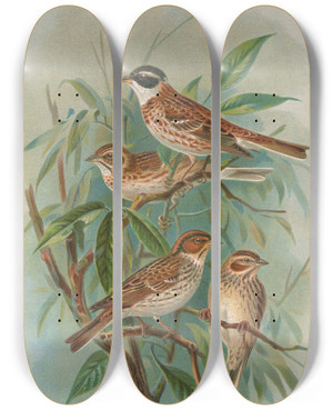 Triptych art skateboard deck of Johann Friedrich Naumann Emberiza Rustica Pall Emberiza Pusilla Pall by Johann Friedrich Naumann (1780-1857)
