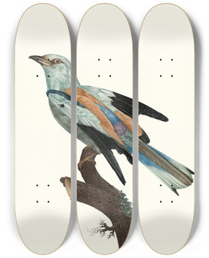 Triptych art skateboard deck of Jacques Barraband Le Rollier Vulgaire Mle by Jacques Barraband (1767-1809)